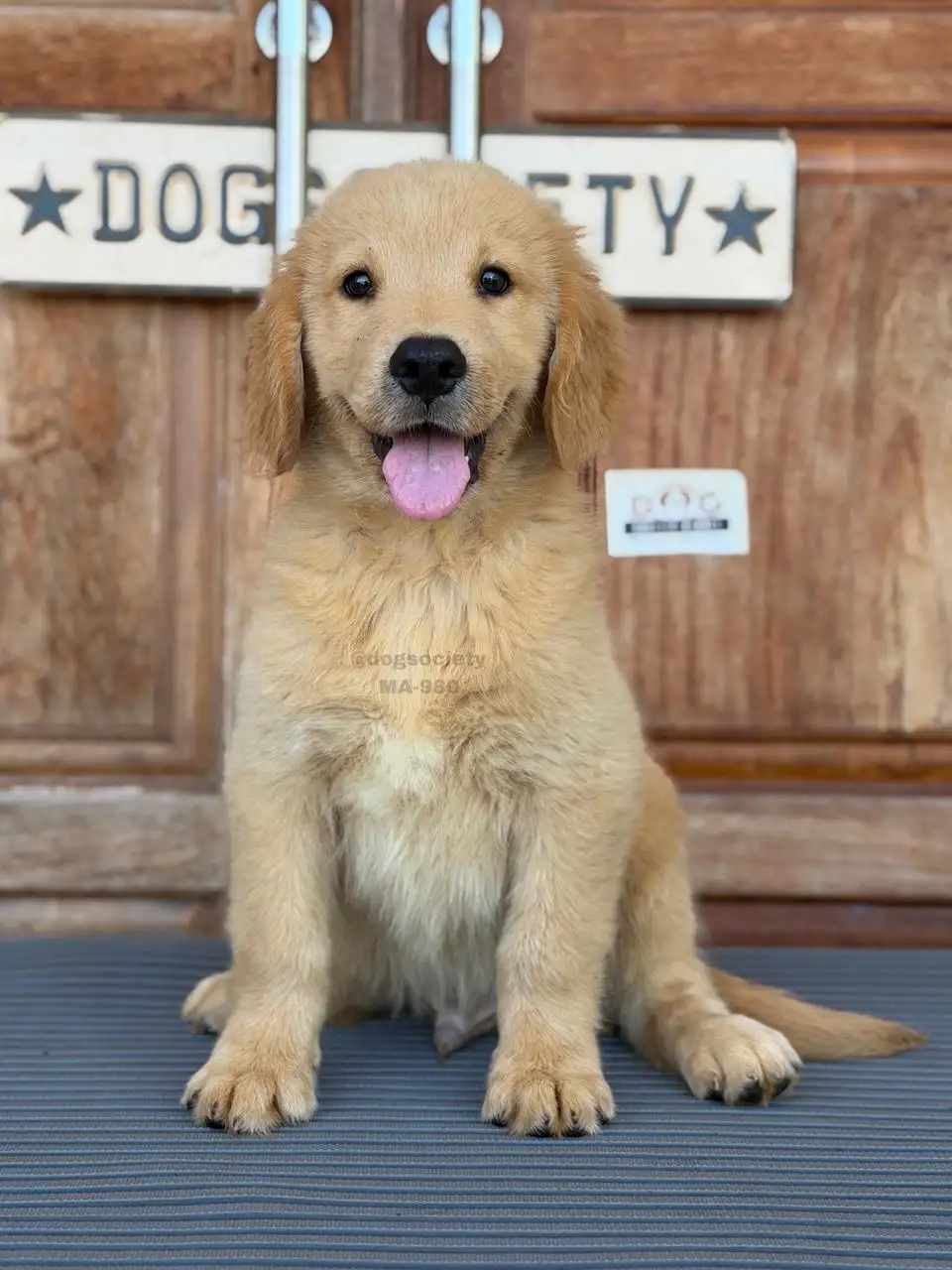 Golden Retriever male 980