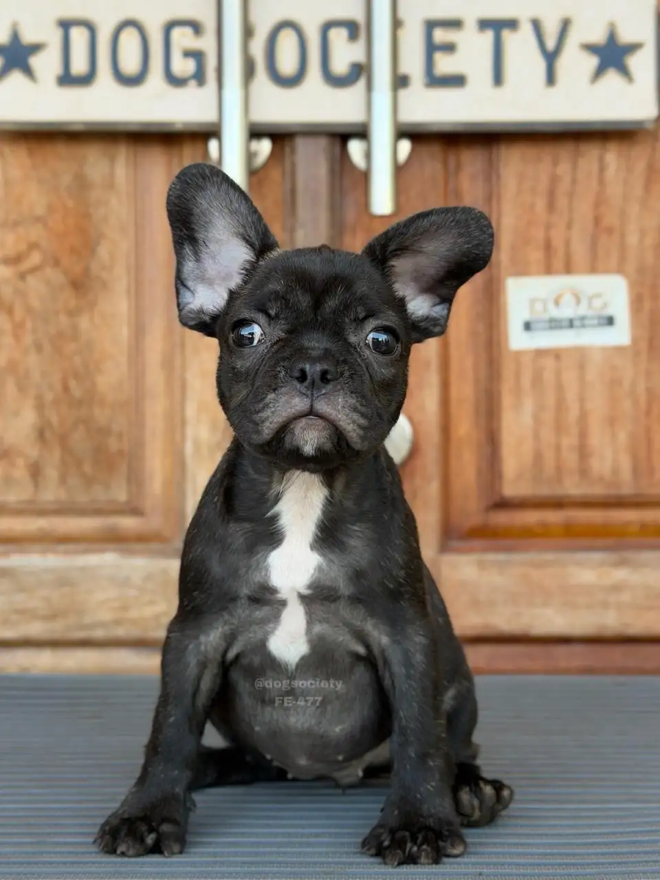 French Bulldog female 477