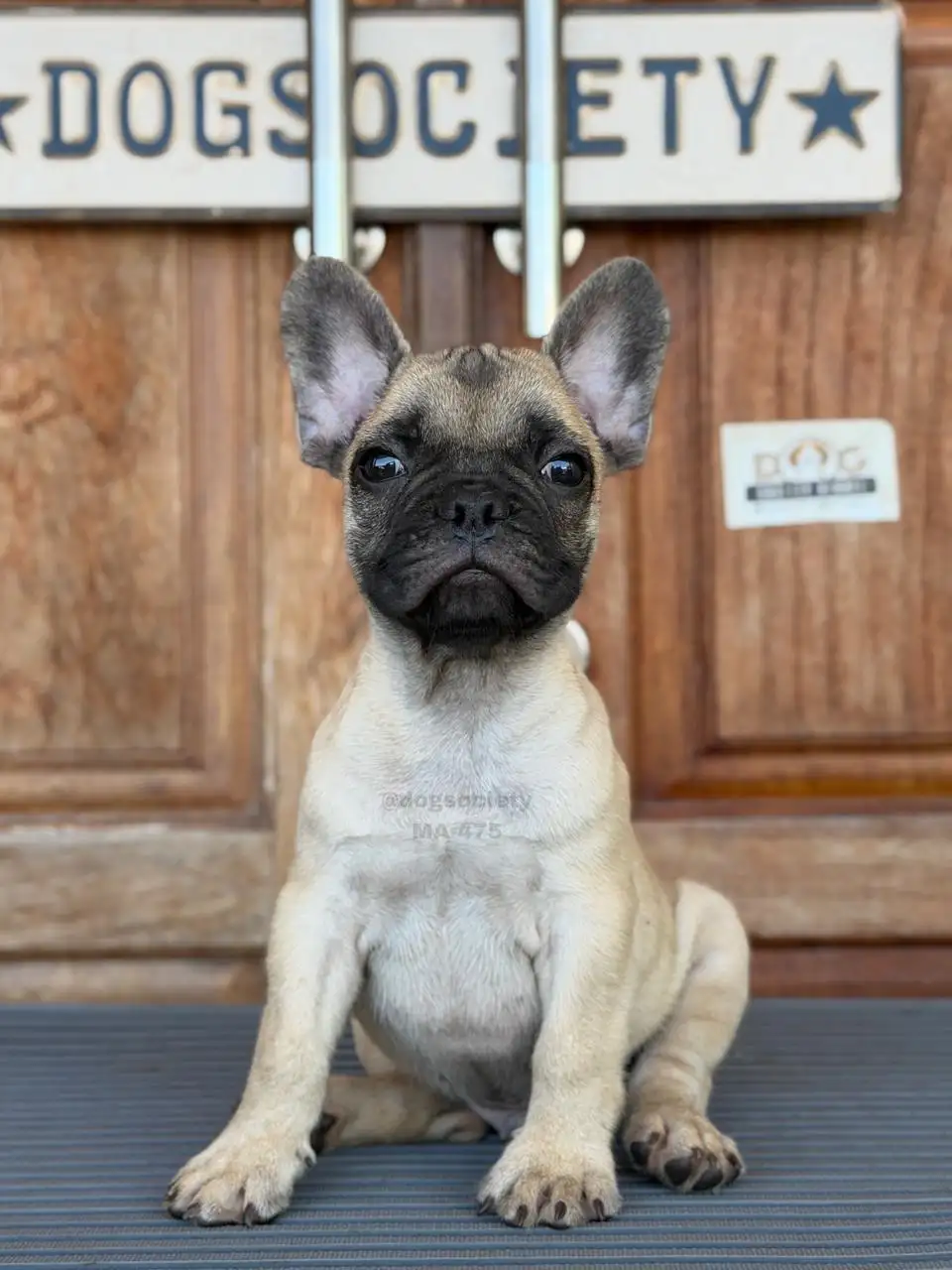 French Bulldog male 475