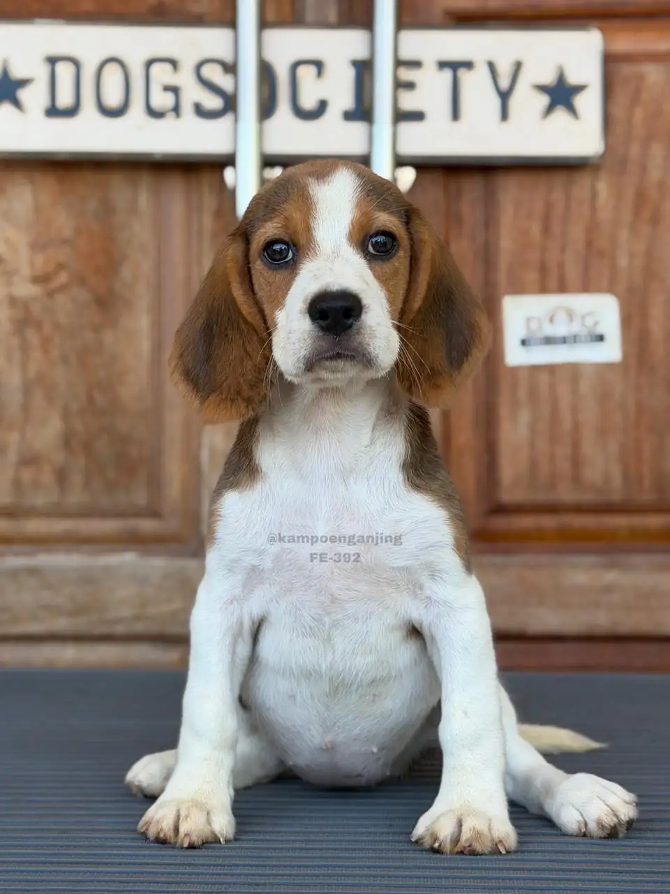 Beagle female 392