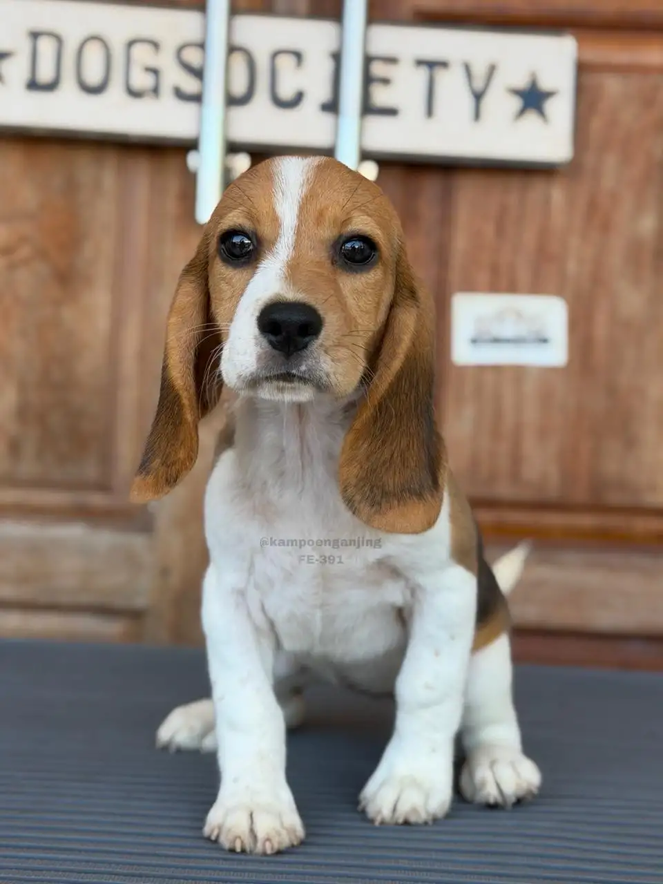 Beagle female 391
