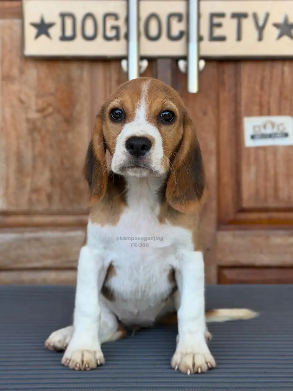 Beagle female 390