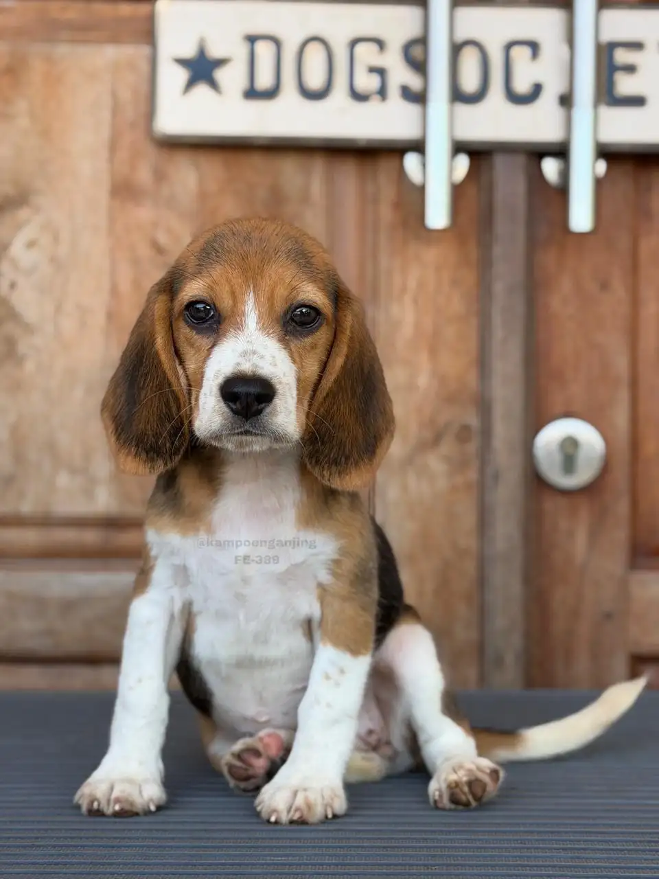 Beagle female 389