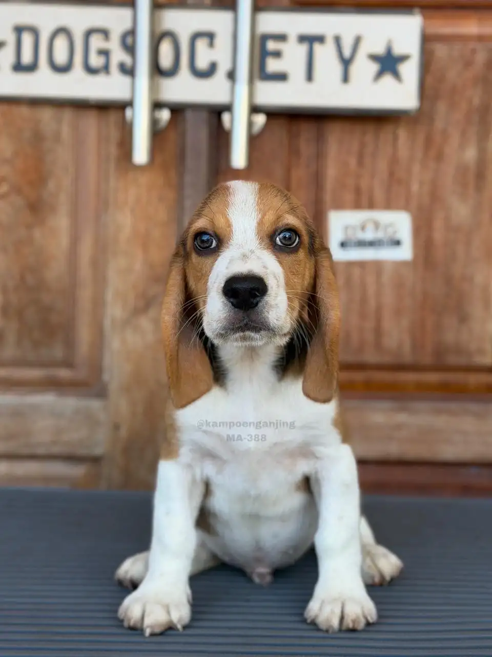 Beagle male 388