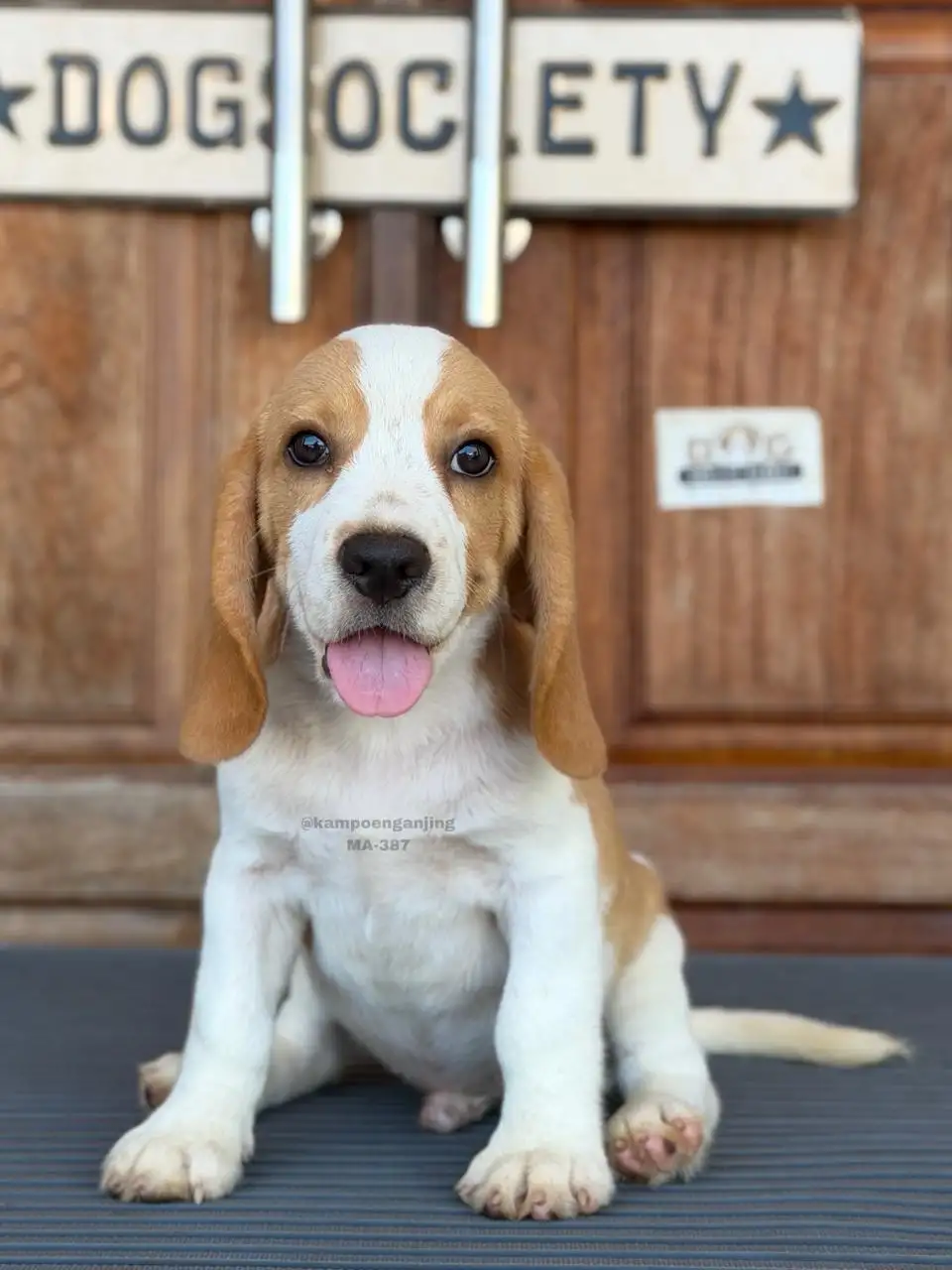 Beagle male 387