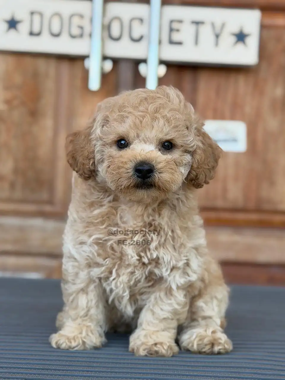 Poodle female 2606