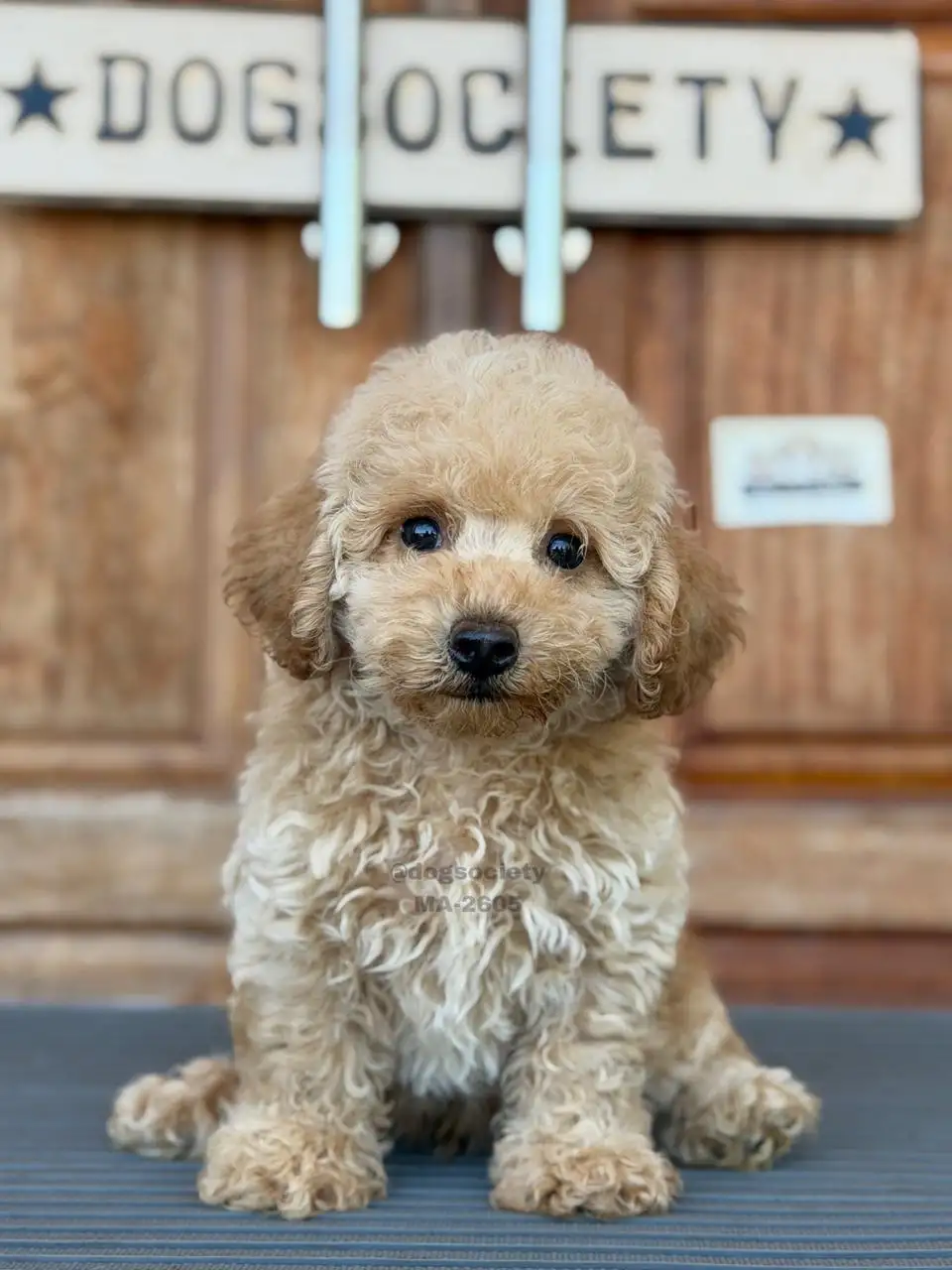 Poodle male 2605