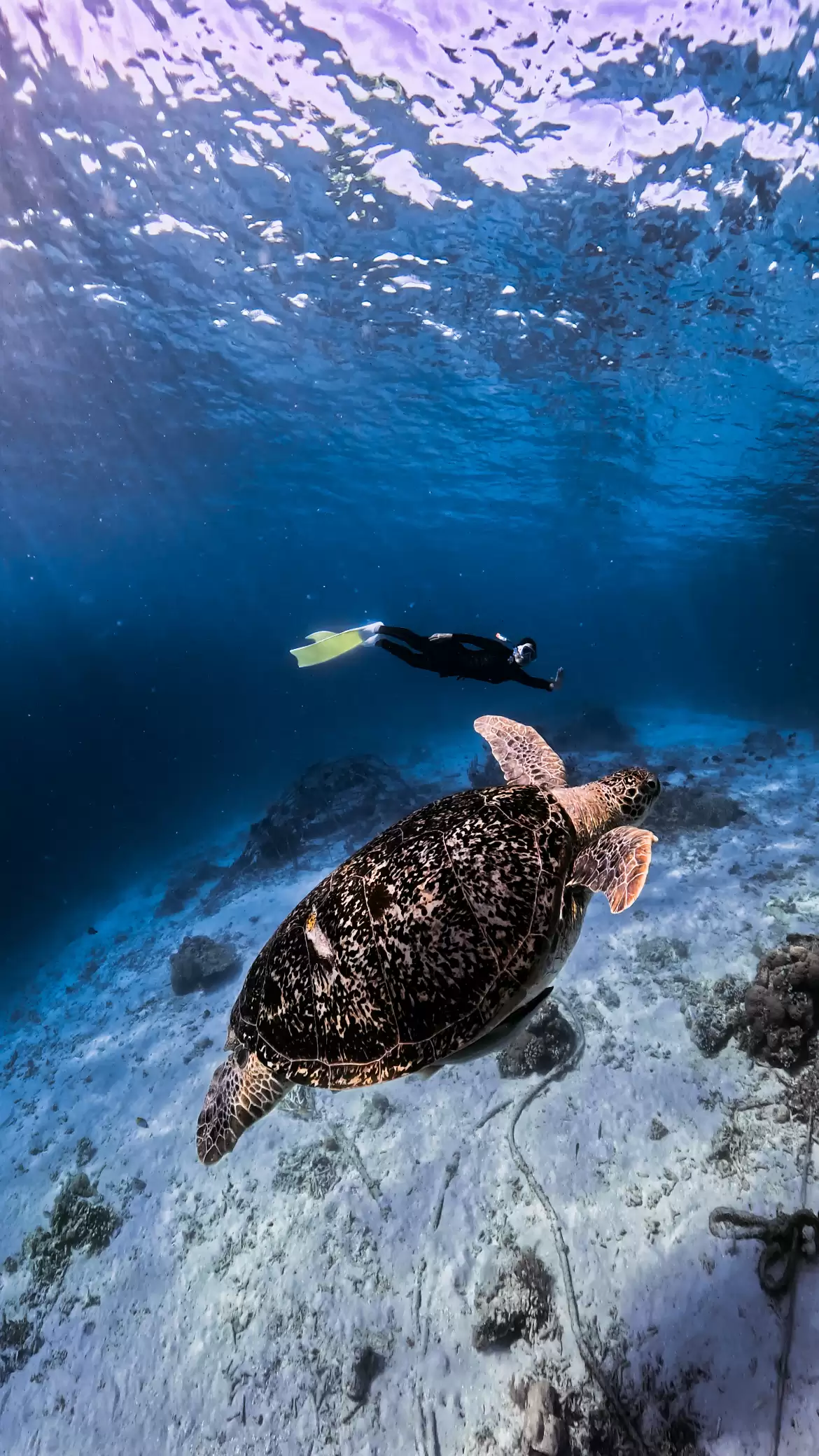 One Day Trip - Snorkeling Gili Trawangan, Meno, & Air