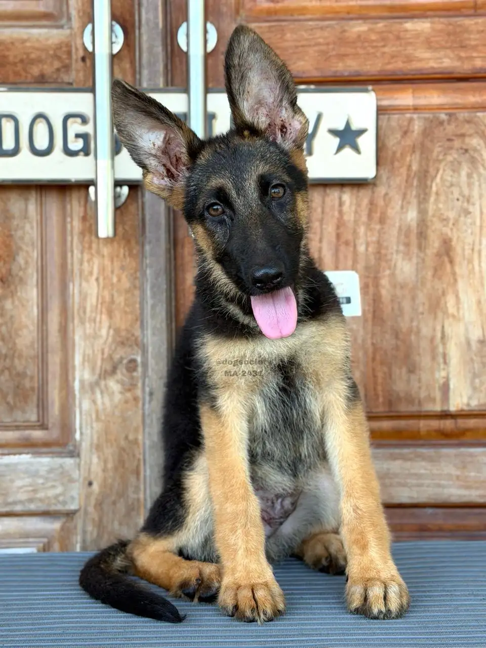 German Shepherd male 2431