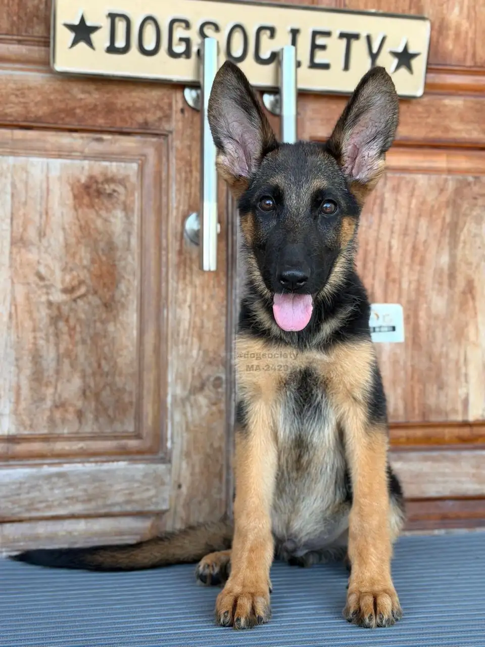 German Shepherd male 2429