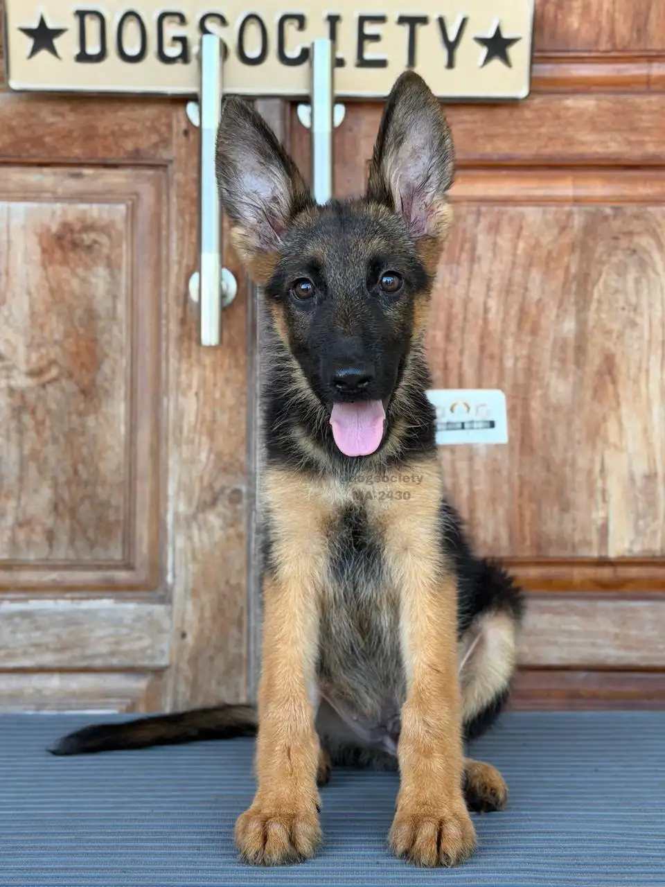 German Shepherd male 2430