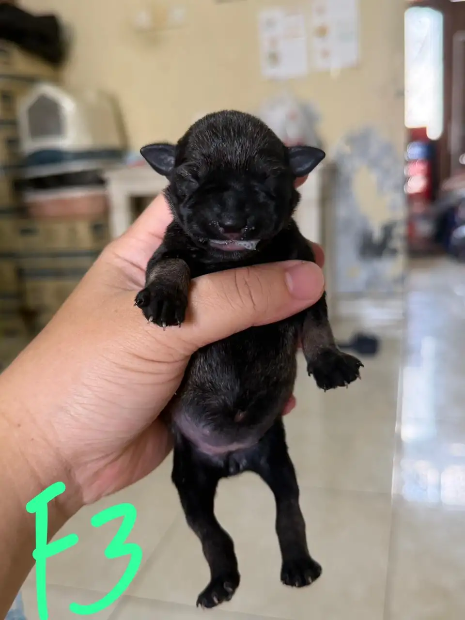 Open Booking Miniature schnauzer female 003