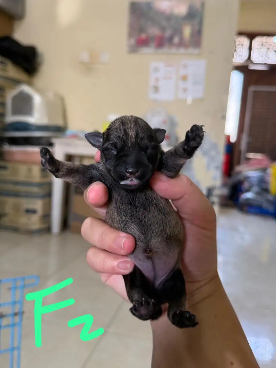 Open Booking Miniature schnauzer female 002