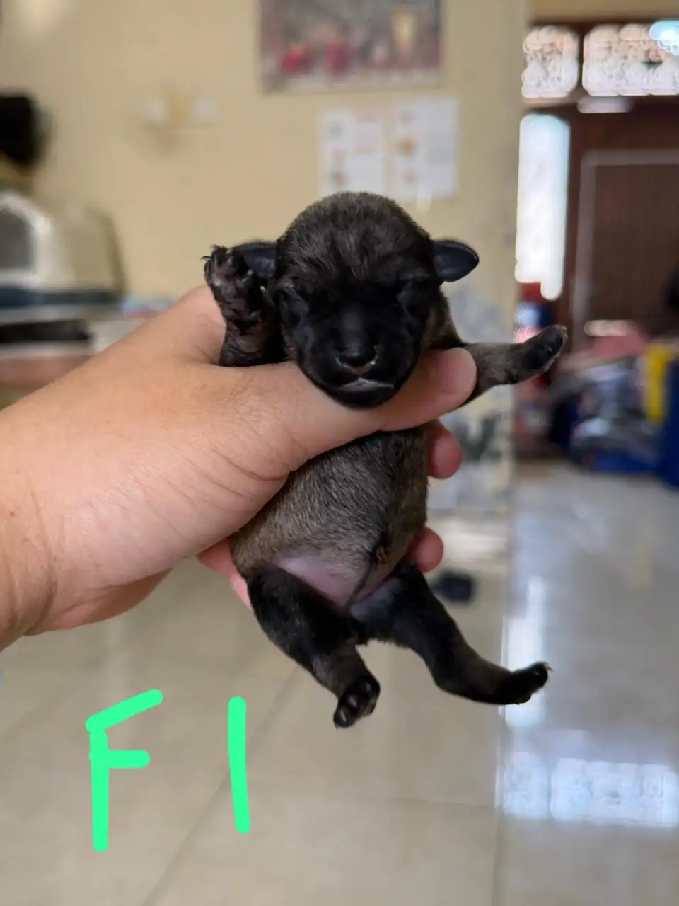 Open Booking Miniature schnauzer female 001