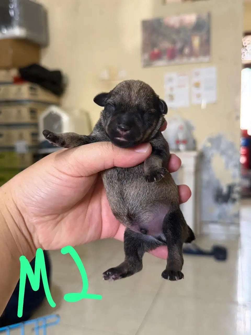 Open Booking Miniature schnauzer male 002