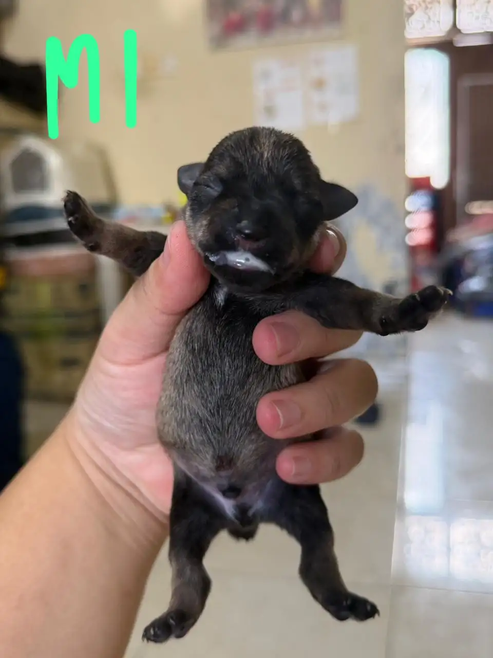 Open Booking Miniature schnauzer male 001