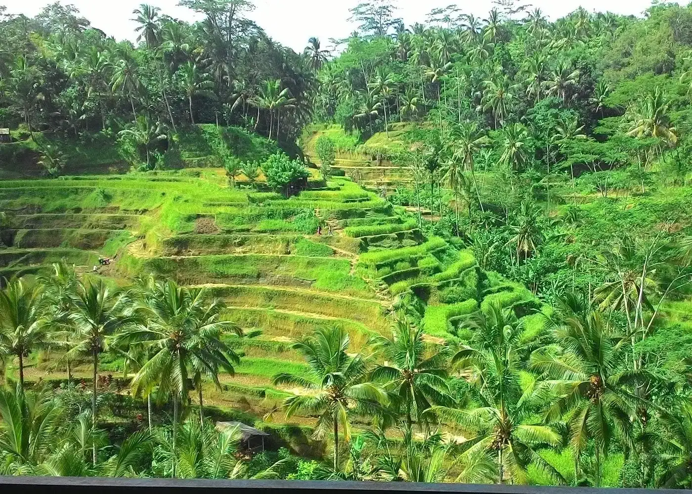 Bali Hindu temple, Rice terrace, Waterfall -All Inclusive
