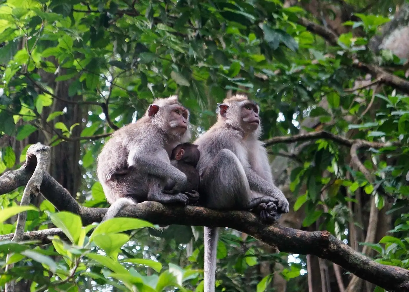 Monkey Forest, Ubud, Waterfall and Rice Terrace