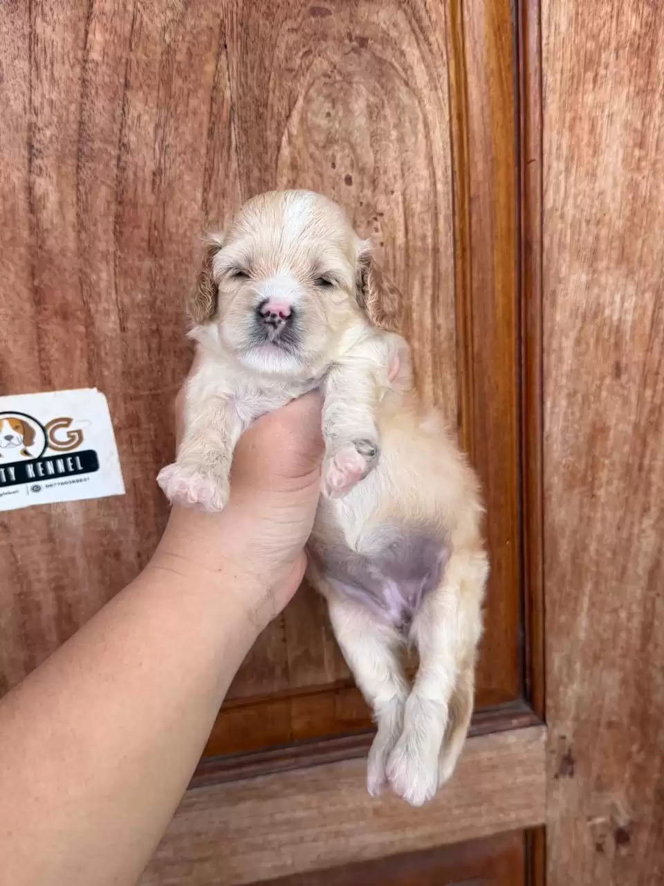 Open Booking Cavapoo female 655