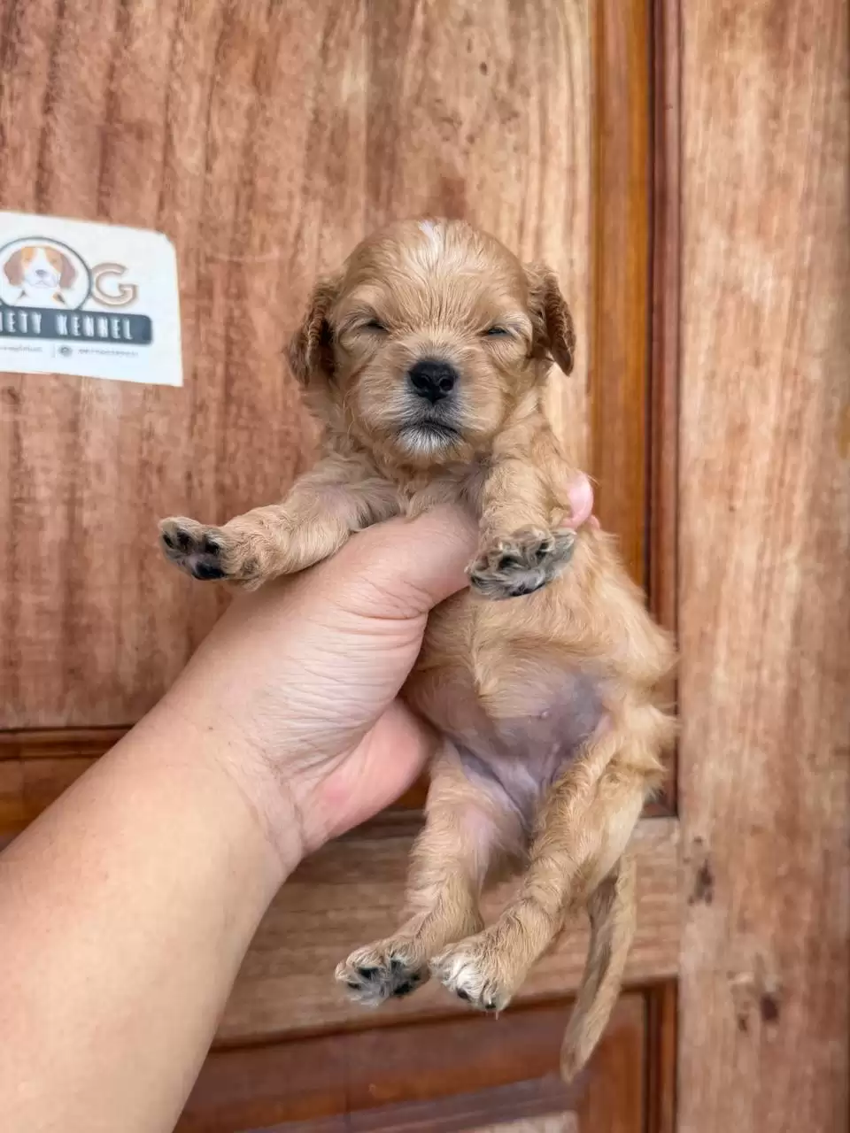 Open Booking Cavapoo female 654