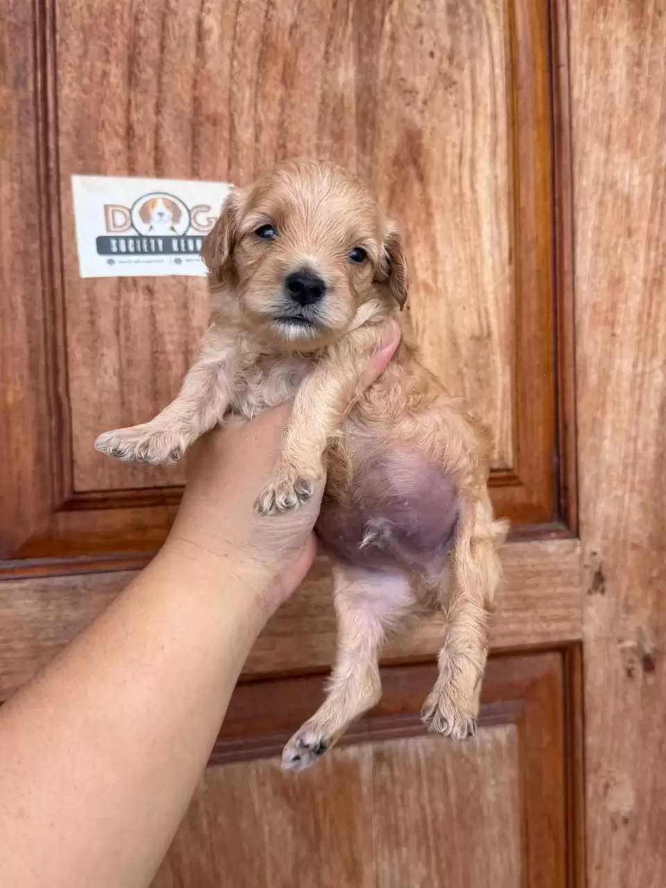 Open Booking Cavapoo female 653