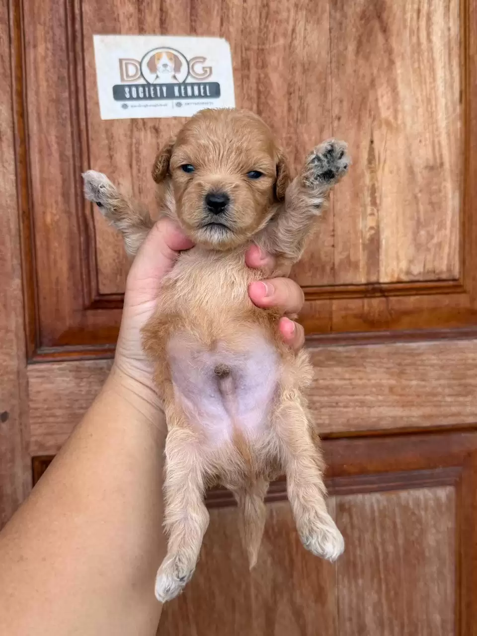 Open Booking Maltipoo male 656