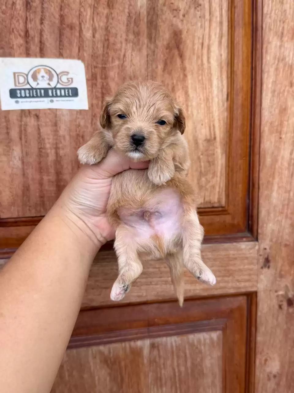 Open Booking Maltipoo male 657