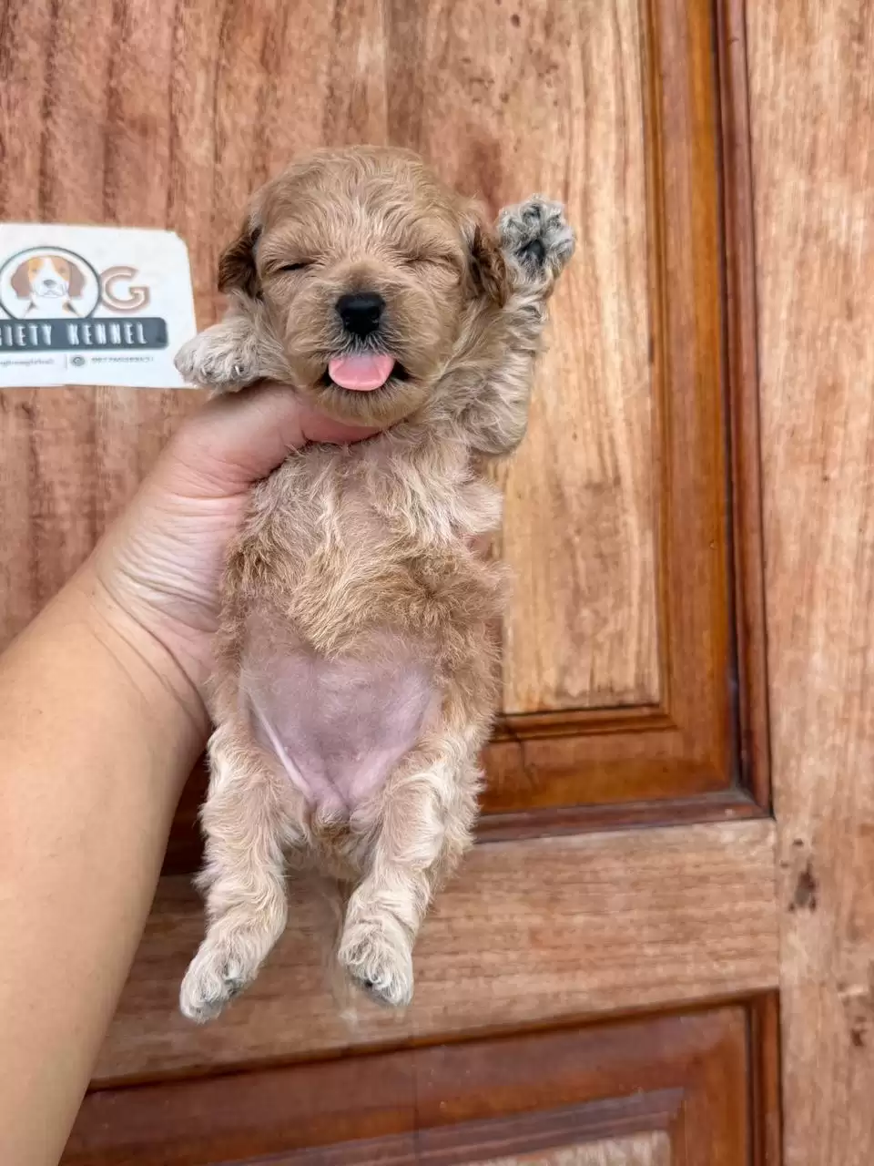 Open Booking Maltipoo female 658