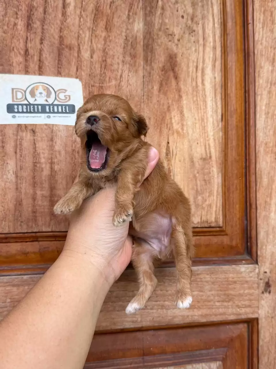 Open Booking Maltipoo female 659