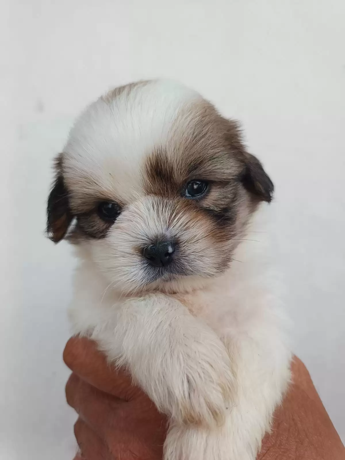 Coming Soon Shihtzu male 002