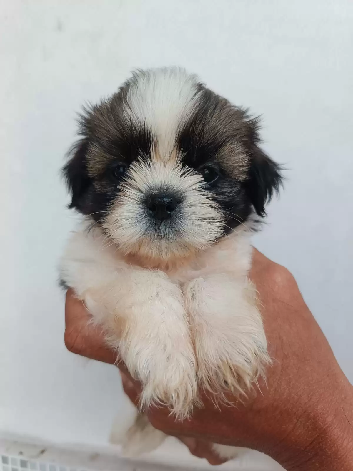 Coming Soon Shihtzu male 001
