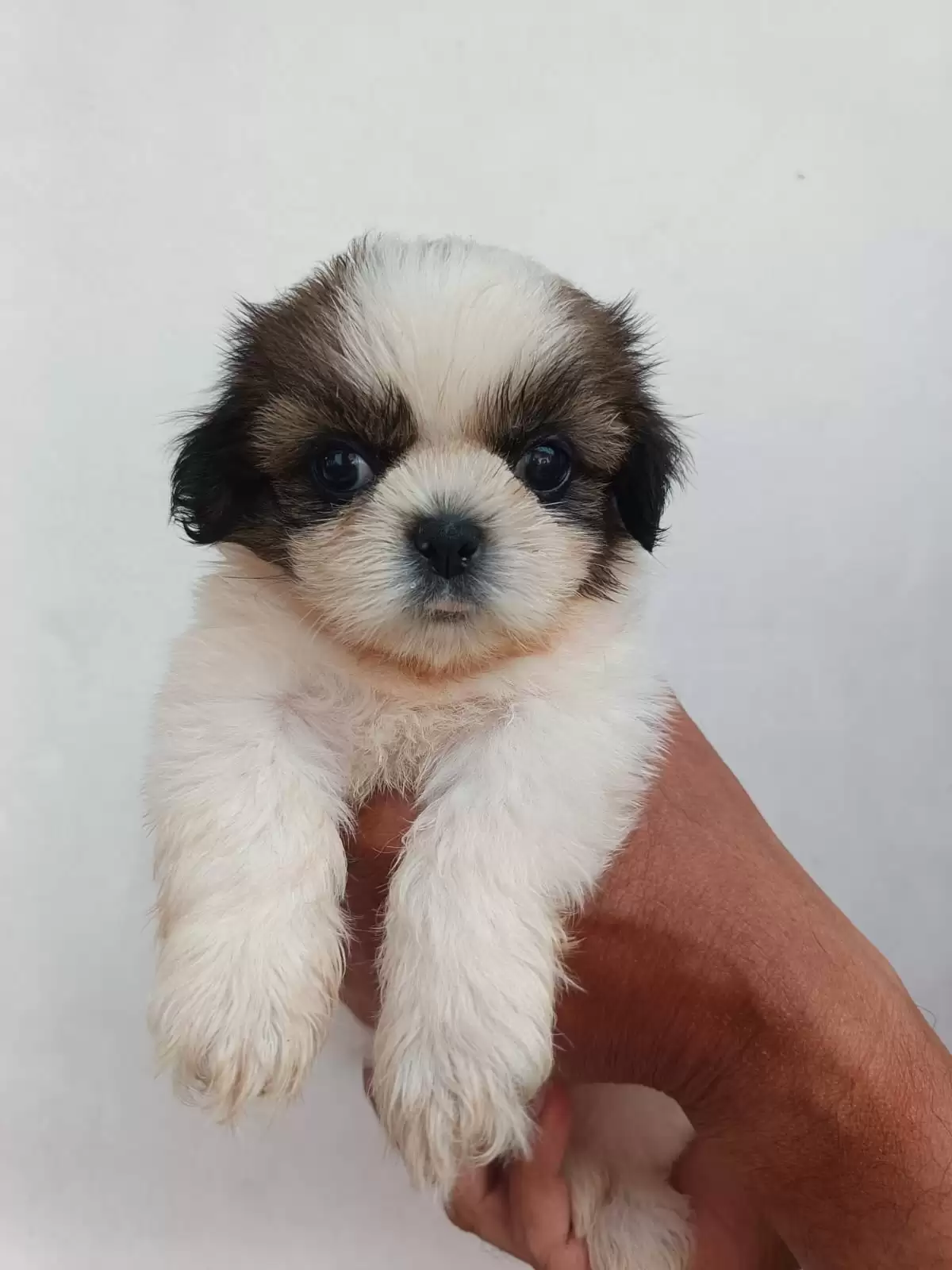 Coming Soon Shihtzu female 002