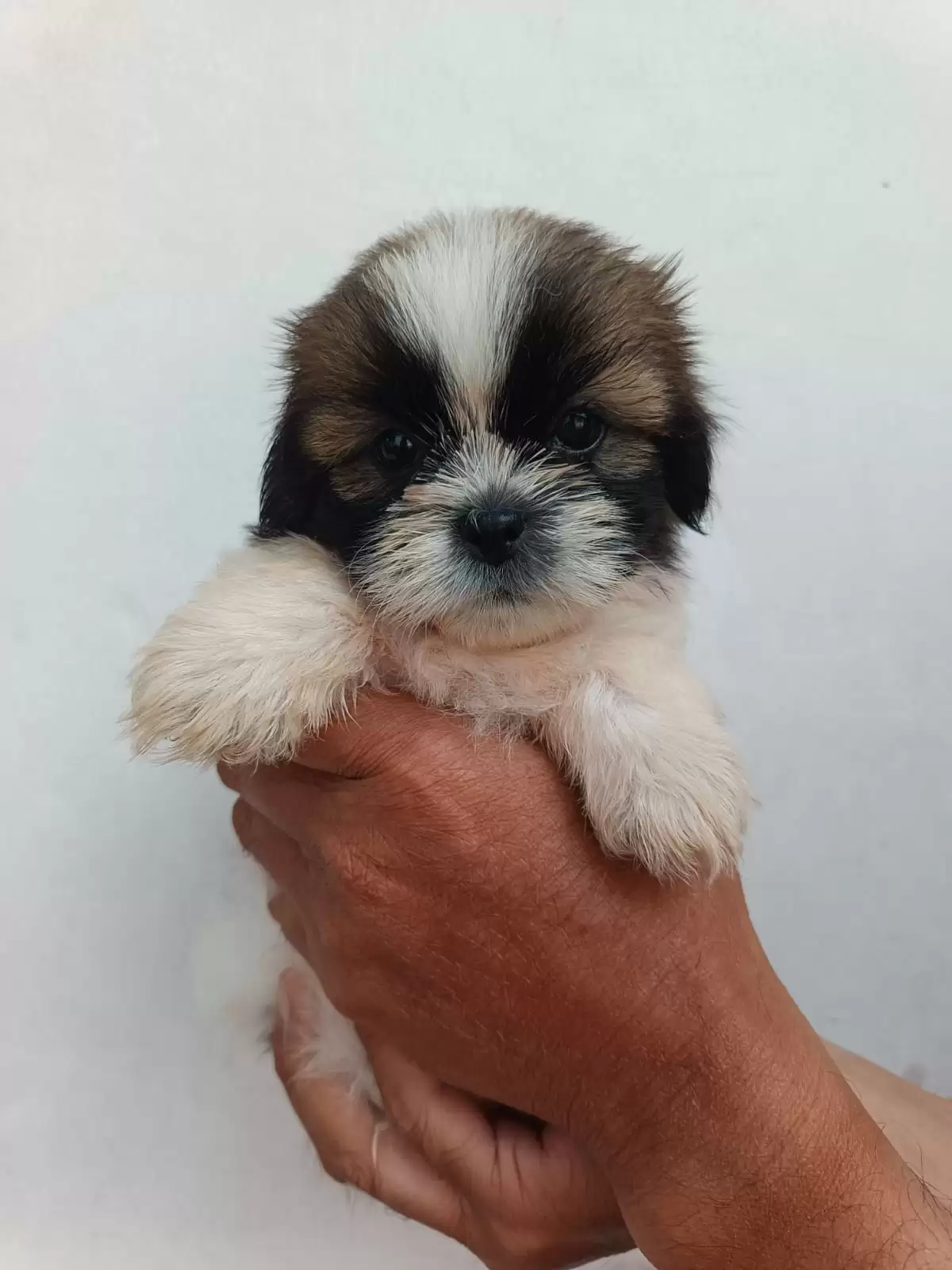 Coming Soon Shihtzu female 001