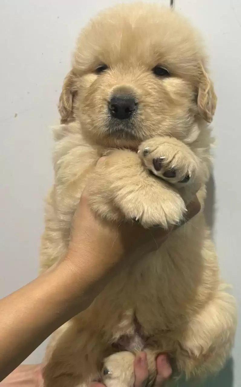 Coming Soon Golden Retriever male 003