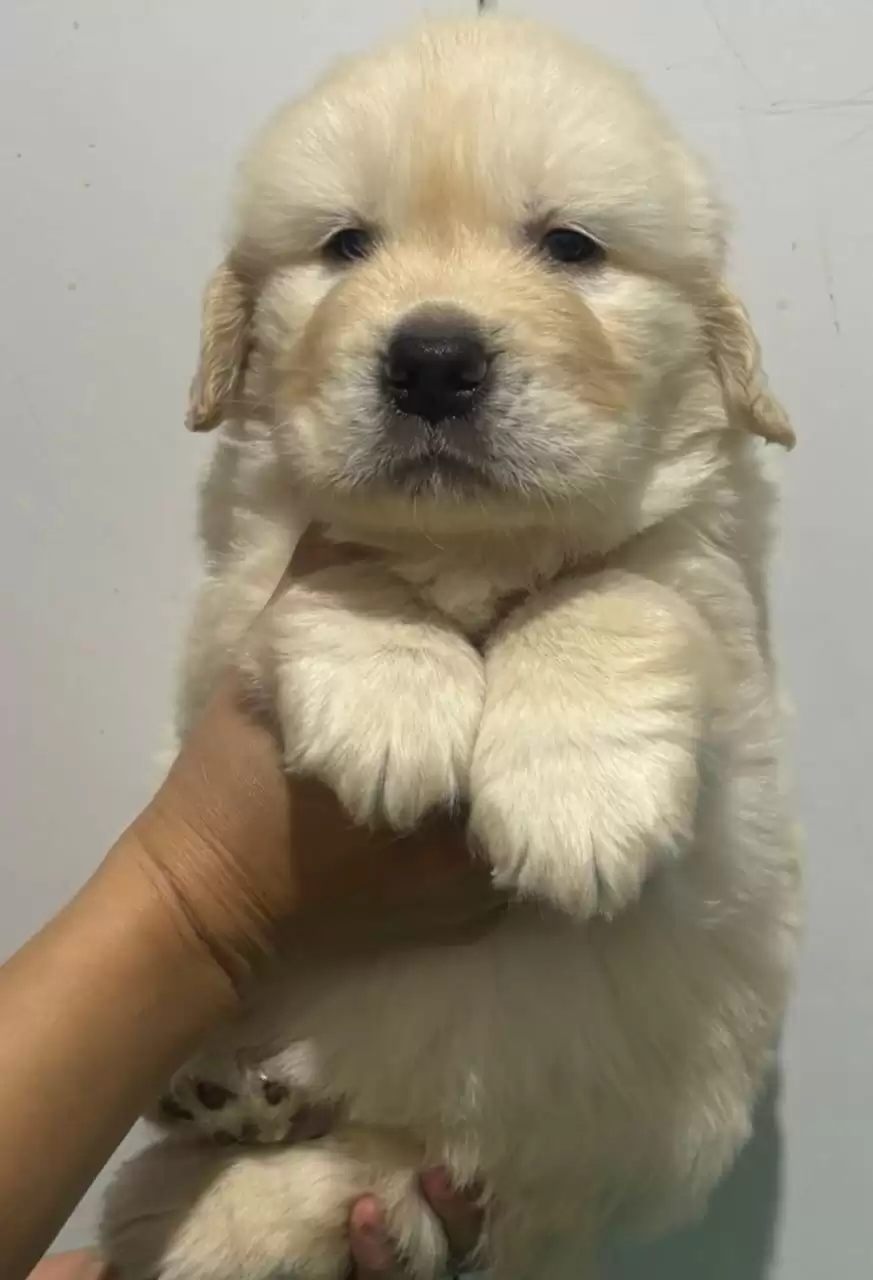 Coming Soon Golden Retriever male 002