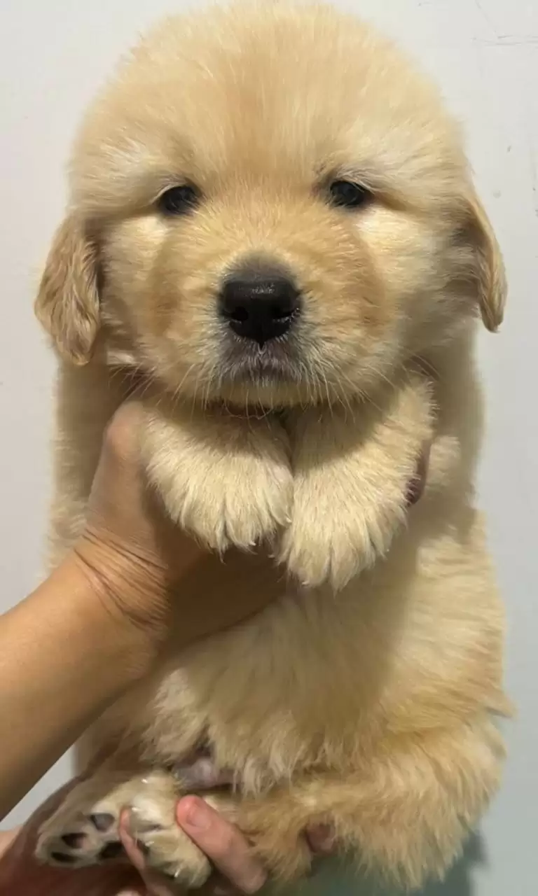 Coming Soon Golden Retriever male 001