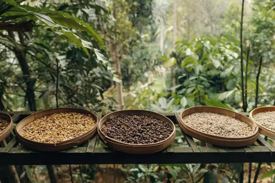  Bali Kintamani Tour: Volcano Views & Coffee Sips