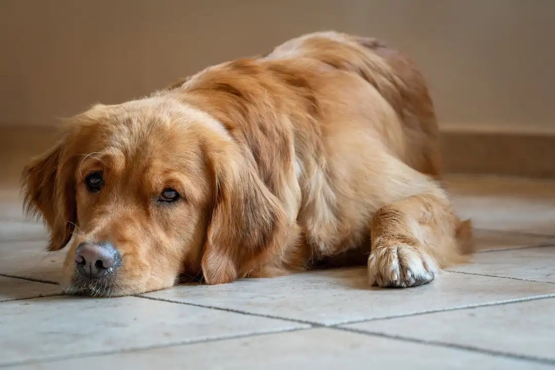 Hypoglycemia pada Puppy