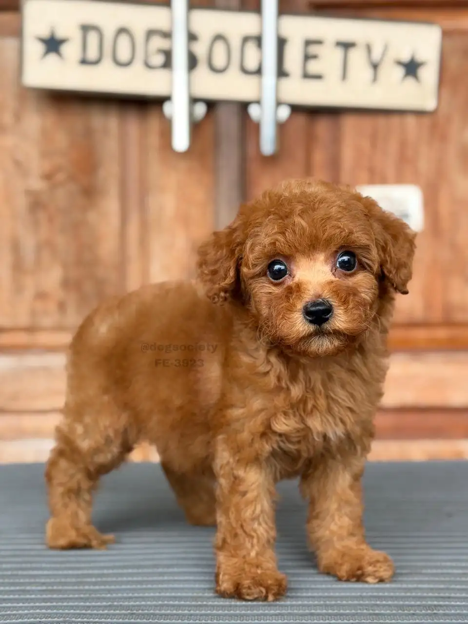 Poodle female 3923