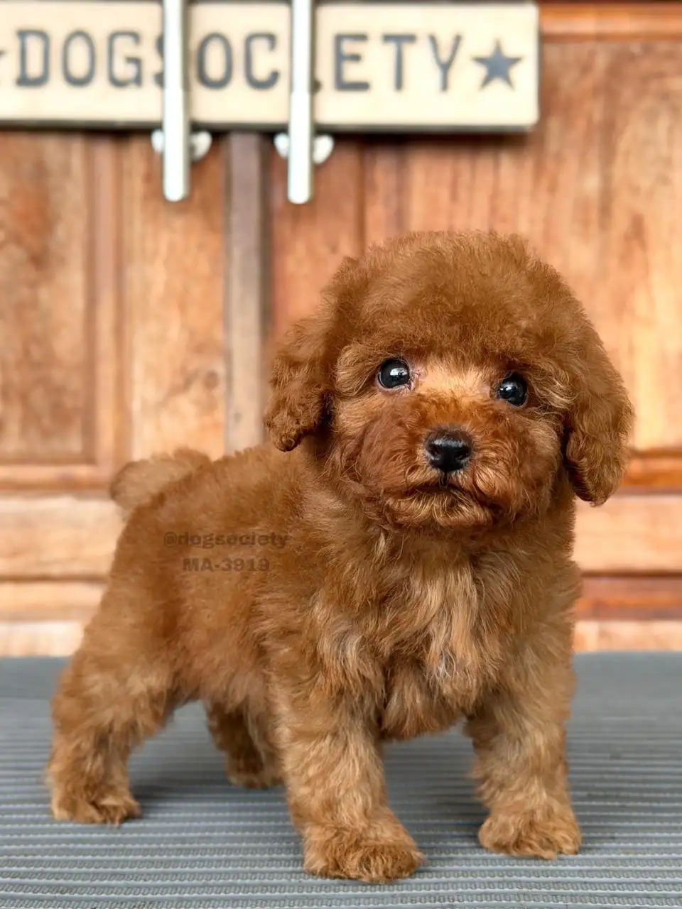 Poodle male 3919