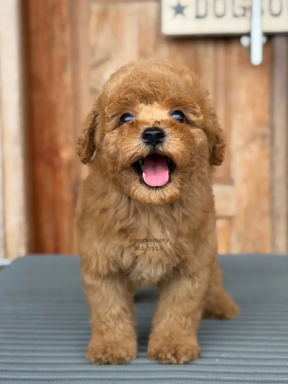 Poodle male 3918