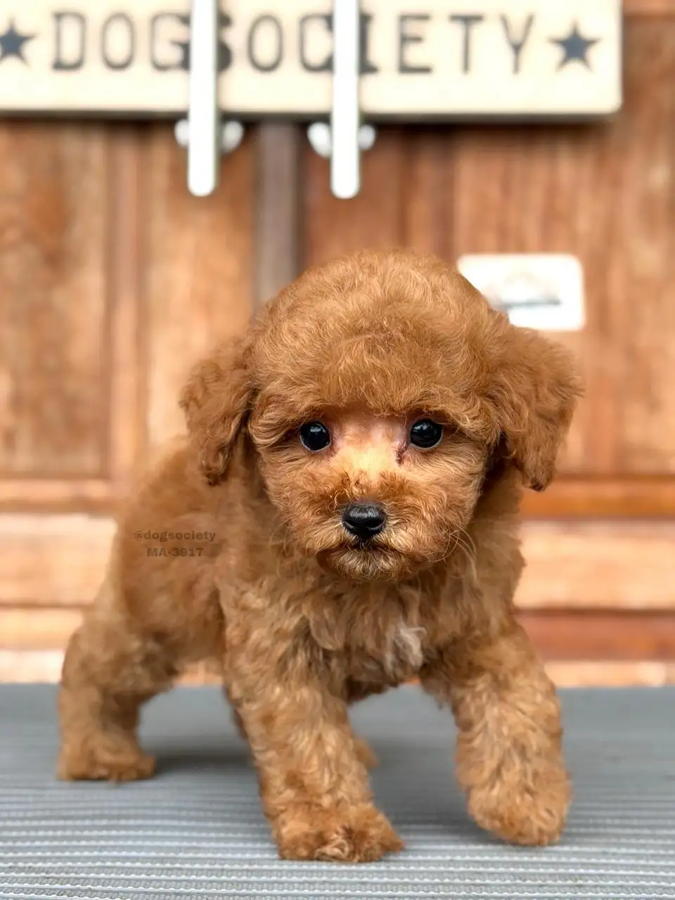 Poodle male 3917