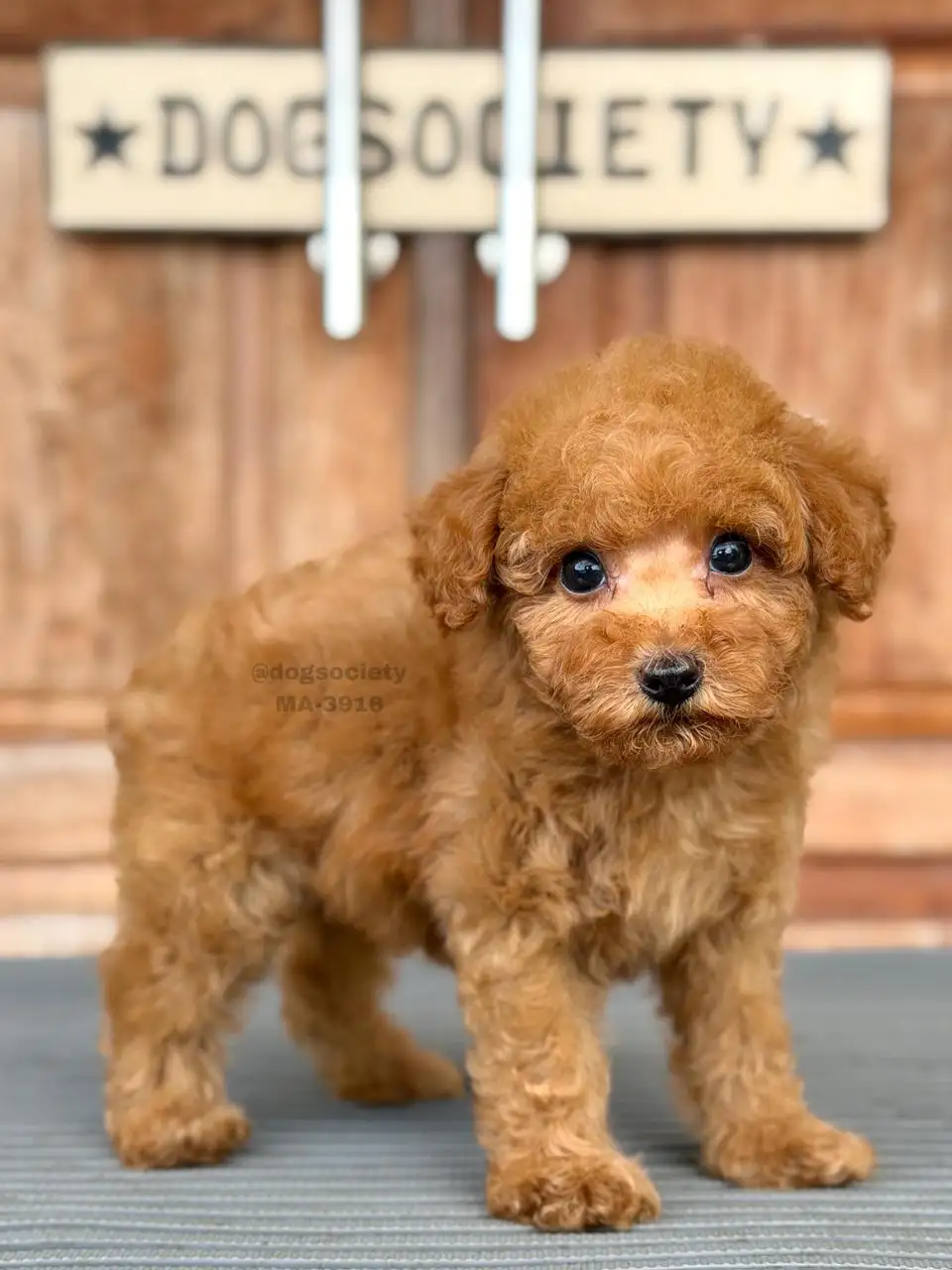 Poodle male 3916