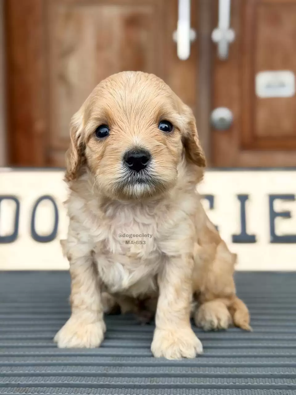 Open Booking Cavapoo male 653