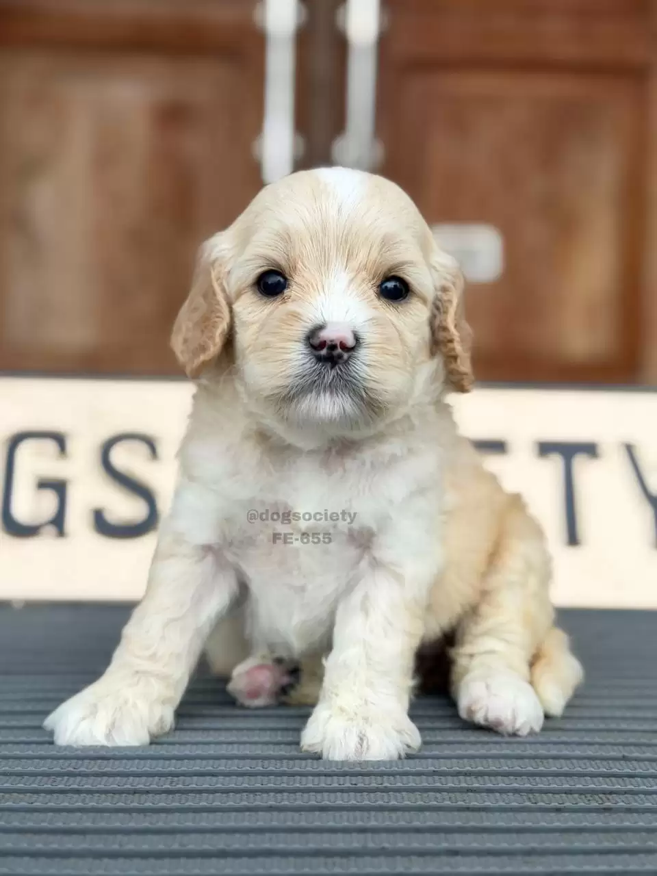 Open Booking Cavapoo female 655
