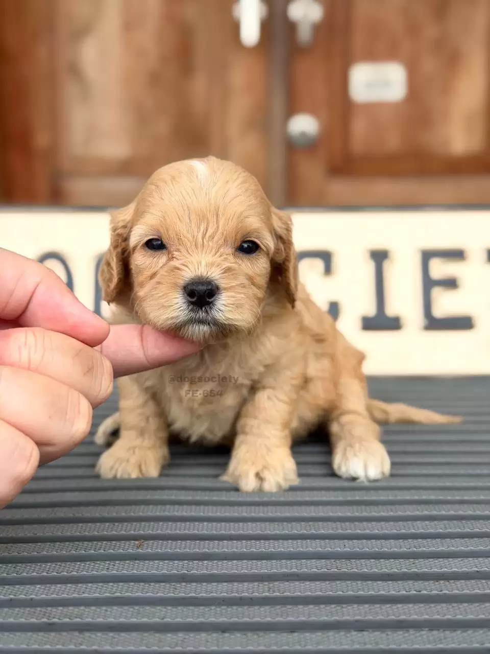 Open Booking Cavapoo female 654
