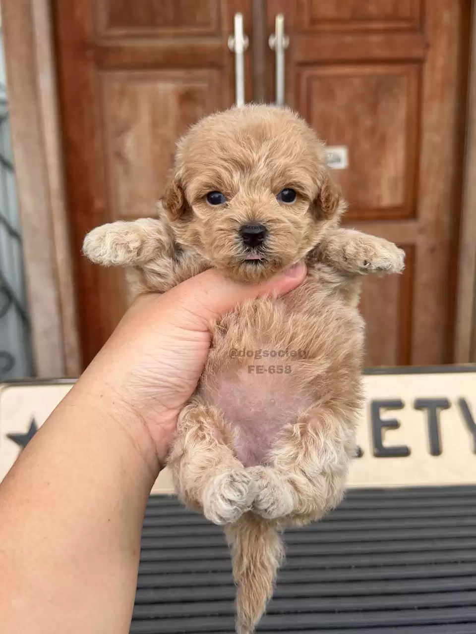 Open Booking Maltipoo female 658