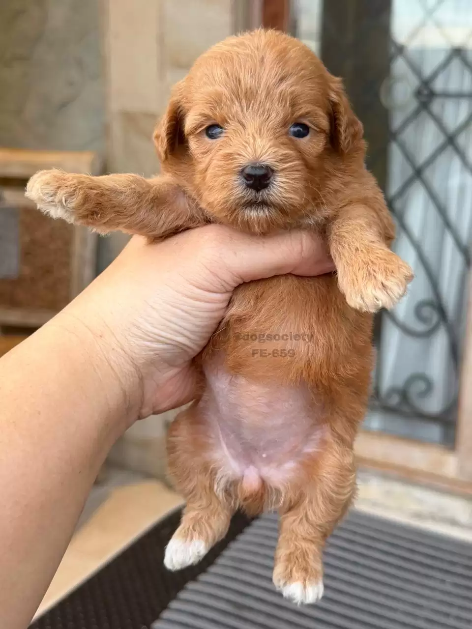 Open Booking Maltipoo female 659