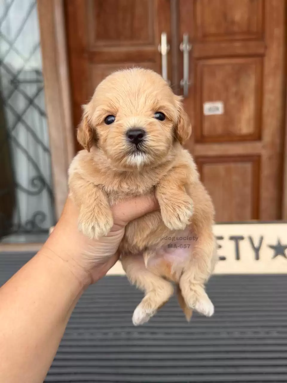Open Booking Maltipoo male 657