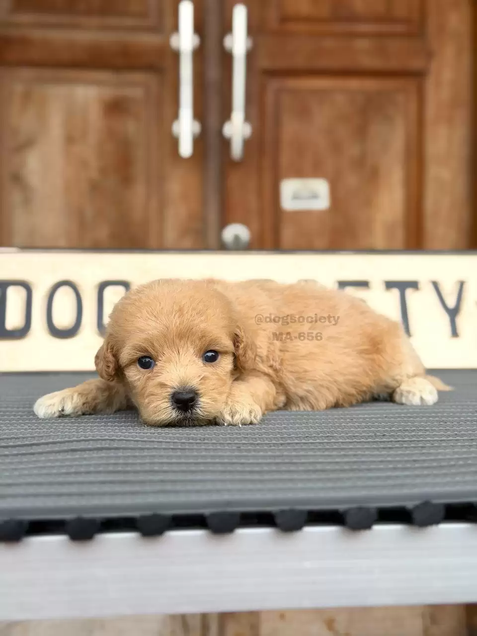 Open Booking Maltipoo male 656